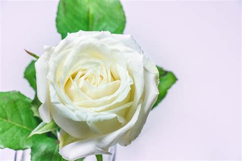 Premium Photo Blossom White Rose Valentines Concept