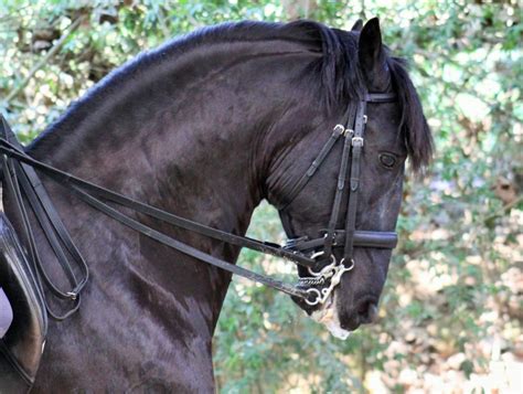 Garanh O Lusitano Dardo Da Sasa Haras Vale Do Aret Adestramento E