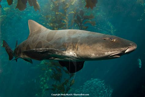 Big Leopard Shark