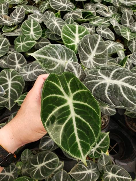 Alocasia Ninja : Indoor Plants Easy Care Houseplant Live - Etsy ...