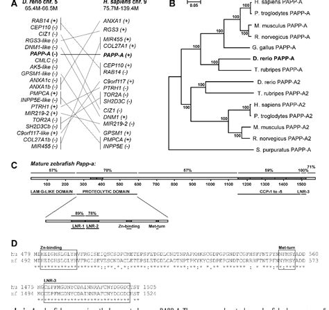 Figure From Pregnancy Associated Plasma Protein A Papp A Modulates