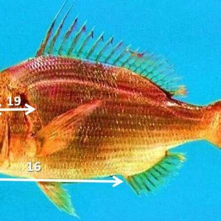 Power and linear length-weight regressions of Sarpa salpa. | Download Scientific Diagram