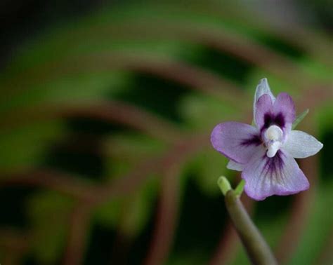 How To Propagate Prayer Plants Maranta With Pictures My Little Jungle