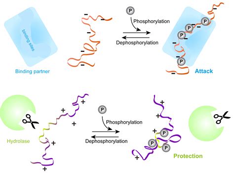 Intrinsically Disordered Proteins HITS