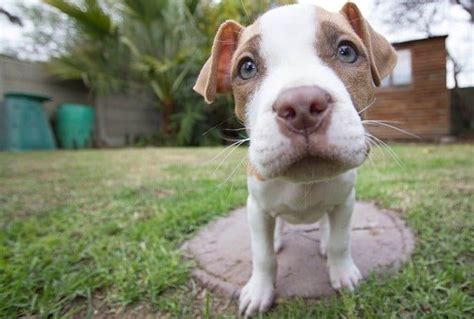 long  pitbulls  left   methodstips