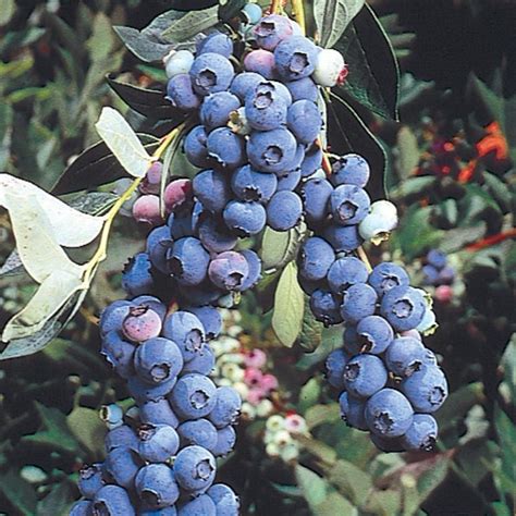 36 Different Types of Blueberries – And Which Varieties Will Grow Best in Your Area