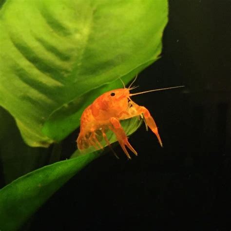 Cpo Orange Dwarf Mexican Crayfish Resting His Claws For The Evening