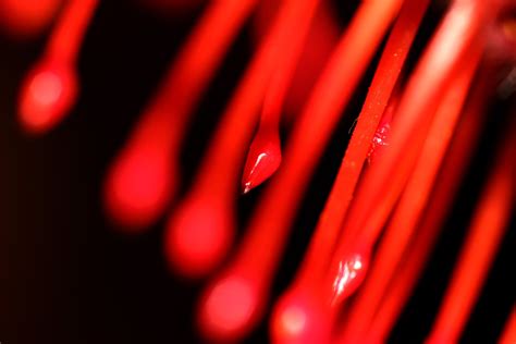 In Red Free Photo Download | FreeImages