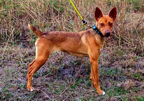 Feist Dog Breed Vilriver