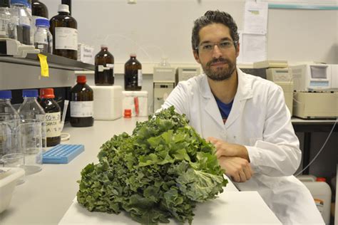 Una Tesis Demuestra El Potencial De La Berza Gallega Como