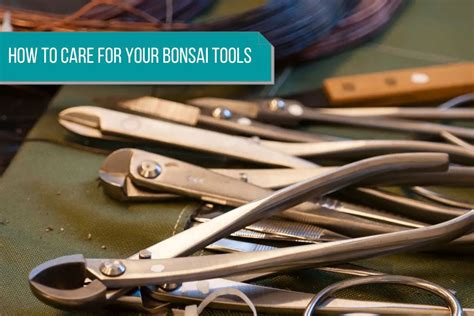 How To Care For Your Bonsai Tools