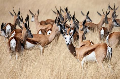 Curiosidades Sobre Las Gacelas El Rincon Del Saber