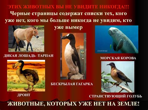 Фото Красной Книги Цвета Красного — Mixyfotos.ru