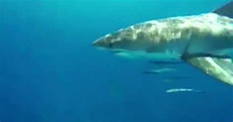 Florida Teens Capture Great White Shark Encounter On Gopro Video Cbs News