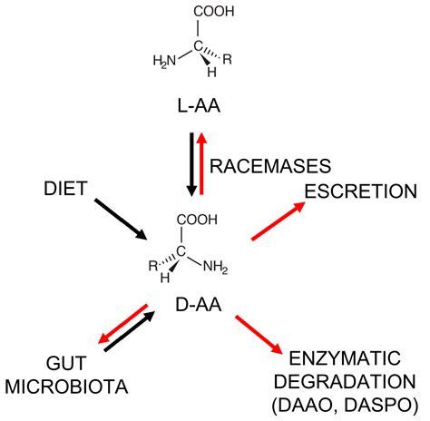 D Amino Acids And Cancer Friends Or Foes