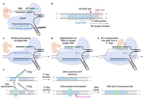 Cells Free Full Text Future Perspectives Of Prime Editing For The