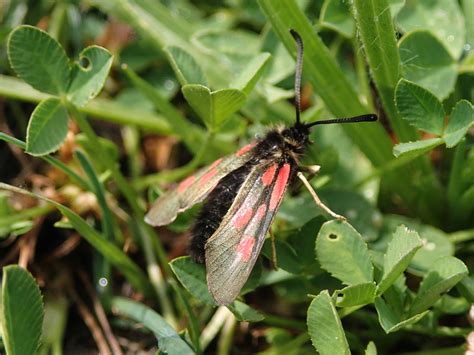 Zygaena Exulans Vanoise NP Hochalpen Widderchen Zygaena Flickr