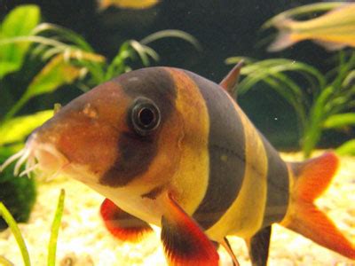 10 Best African Cichlids Tank Mates - AquariumNexus