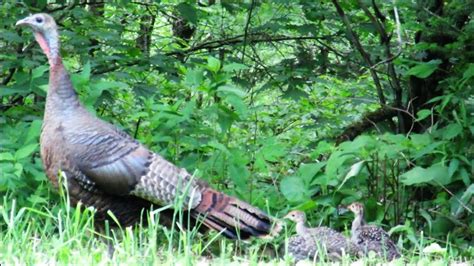 baby wild turkey sounds - Meg Pickett