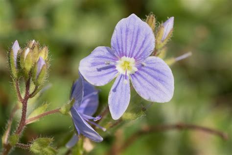 Germander Speedwell Germander Speedwell Magdalen Hill Dow Anne