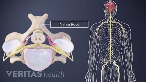 Spinal Cord and Spinal Nerve Roots | Spine-health