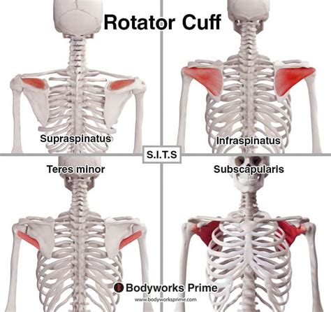 Rotator Cuff Muscles Anatomy Bodyworks Prime