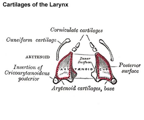 File:Gray0950 arytenoid cartilage.jpg - Embryology