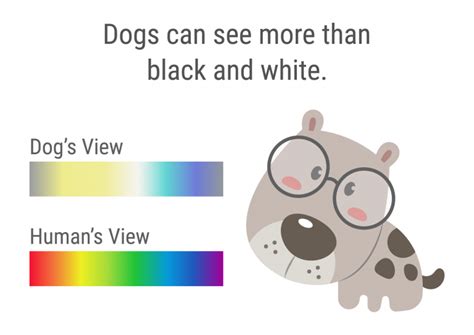 A Dog’s Perspective: What Colors Do Dogs See and Like? | Color Meanings