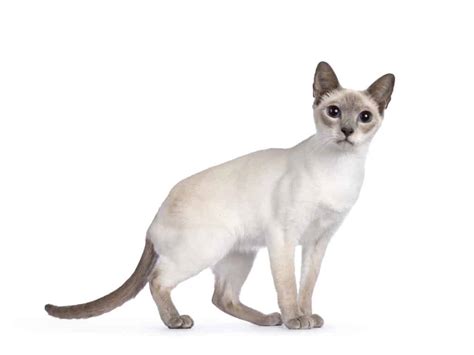 Lilac Point Siamese Cats – A Comprehensive Overview – Cat & Friends