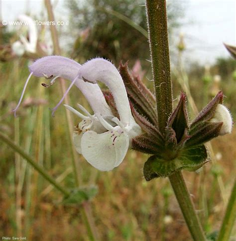 Salvia Palaestina