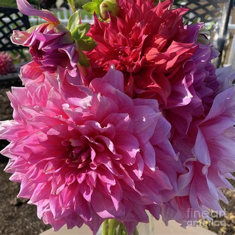 Dahlia Bouquet in the Garden Photograph by Carol Groenen - Pixels