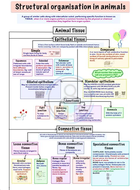 structural organisation  animal artofit