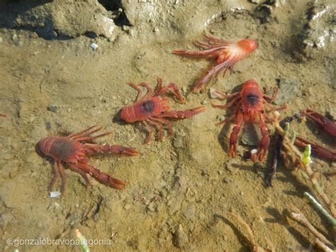 Langostino De Los Canales Gu A De Especies Submarinas De Argentina