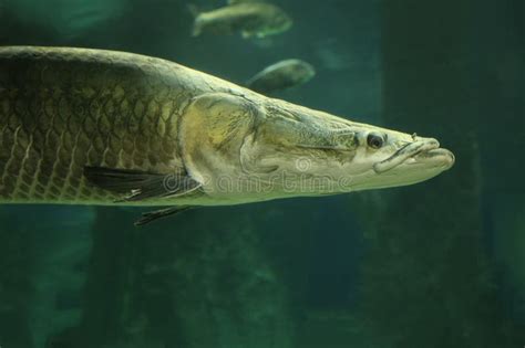 Fish Under Water Arapaima Fish Pirarucu Arapaima Gigas One Largest