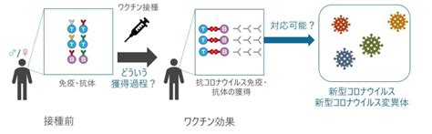 沖縄県民に対する新型コロナウイルスワクチンの有効性を評価 沖縄科学技術大学院大学（oist）