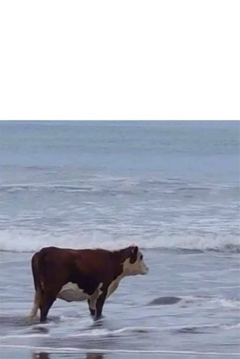 Create Meme Cow In The Sea Cow On The Seashore Cow By The Sea Meme