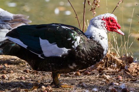 Breeding Muscovy Ducks A Guide To Mating And Behavior The Tiny Life