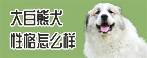 大白熊犬性格怎么样 小可爱宠物网