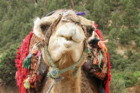 Atlasgebirge Und Drei T Ler Wasserf Lle Ganztagesausflug Ab Marrakesch