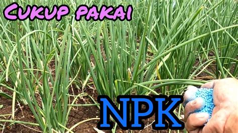 Pemupukan Bawang Merah Yg Ketiga Terakhir Hst Cukup Pakai Npk