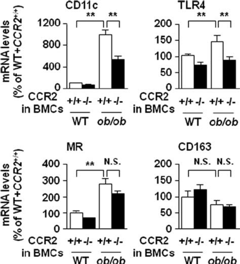 Characterization Of Adipose Tissue Macrophages From Obob Mice Shown