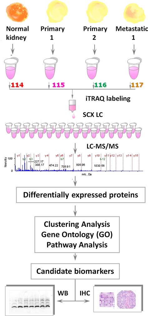 Work Flow For Quantitative Proteomic Analysis Six Pairs Of Primary