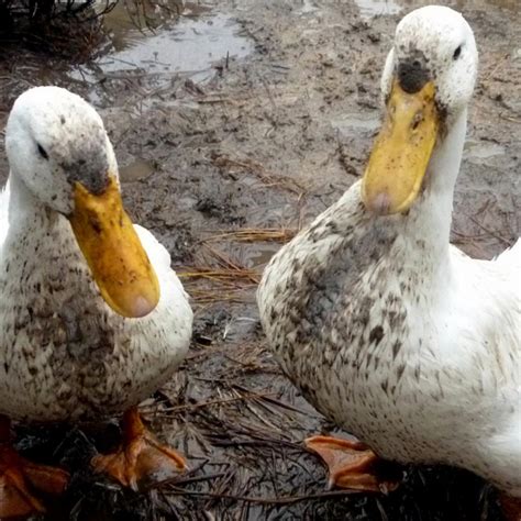 Raising Ducks What Ducks Eat And How To Care For Them Hgtv