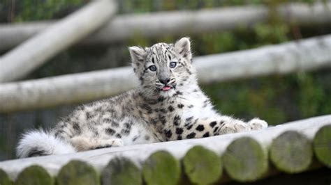 Snow Leopard Habitat