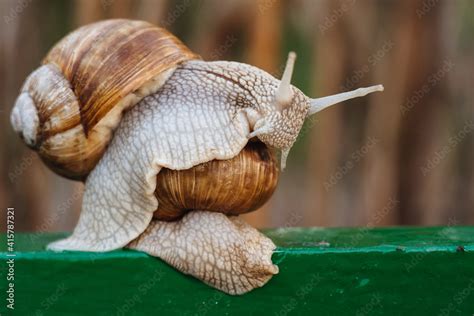 Helix pomatia (Roman snail, Burgundy snail, edible snail, escargot) is a species of large ...