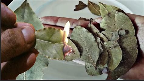 Brulez Ces Feuilles De Laurier Ce Qui Se Passera 5 Minutes Apres Vous