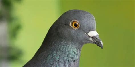 Why Do Pigeons Have Red Eyes Explained In