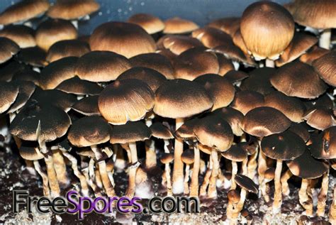 Psilocybe cubensis : Corumba - Brazil Spore Syringe - $11.95 : FreeSpores.com, Mushroom Spores ...