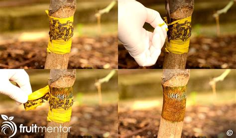 How To Control Ants On Citrus Trees With A Sticky Barrier Fruitmentor