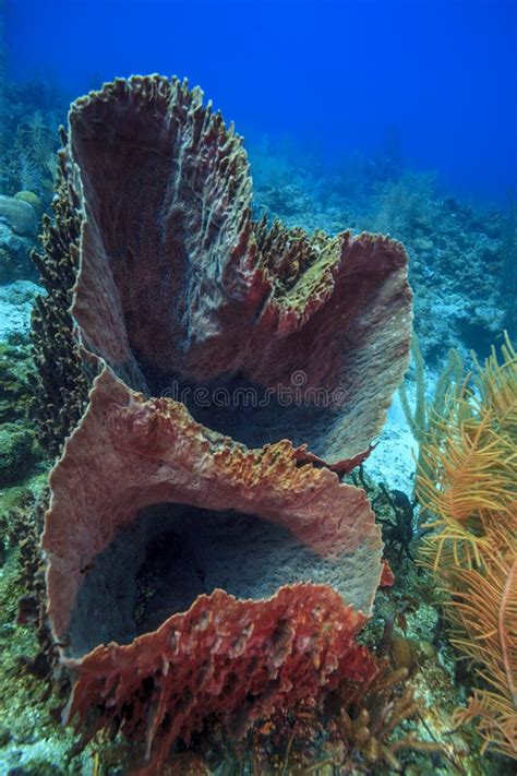 Caribbean Coral Garden Giant Barrel Sponge Stock Photo - Image of reef, central: 243757884